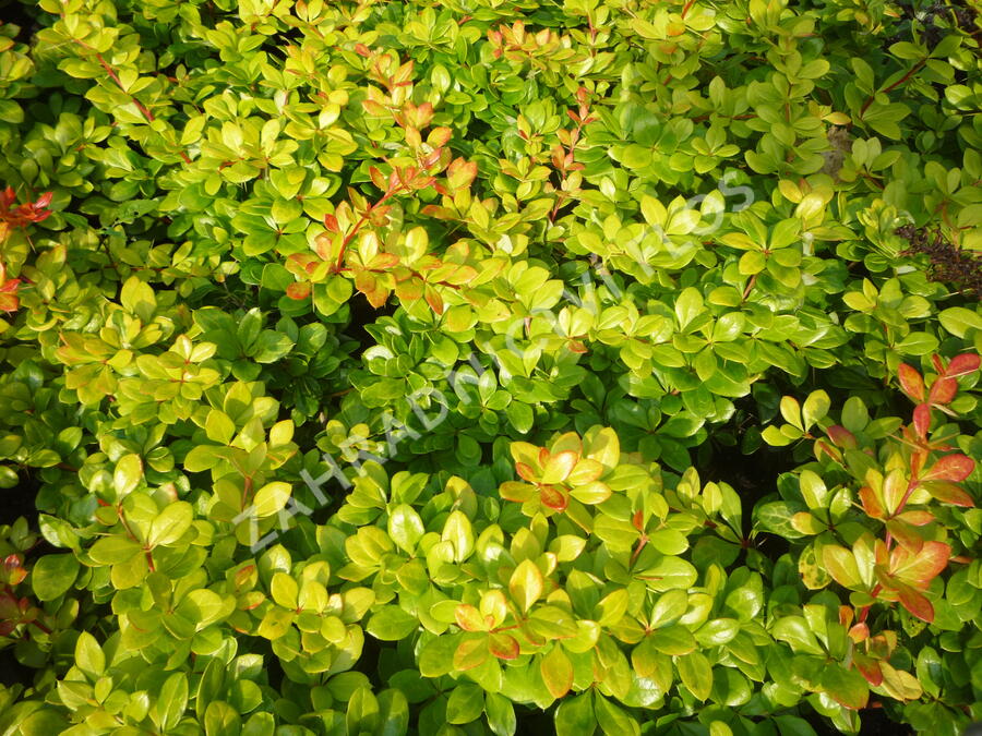 Dřišťál zimostrázový 'Dual Jewel' - Berberis media 'Dual Jewel'