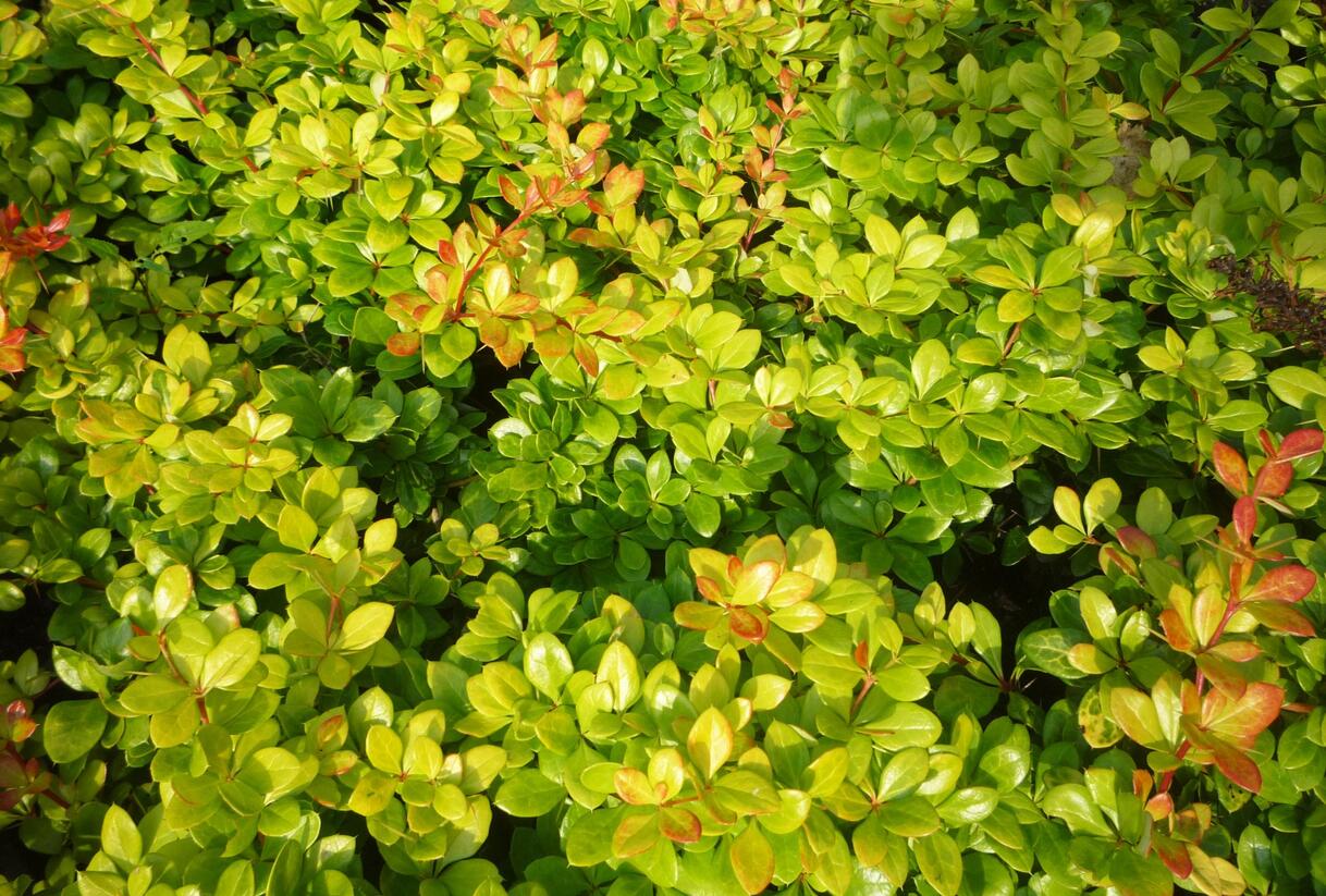 Dřišťál zimostrázový 'Dual Jewel' - Berberis media 'Dual Jewel'