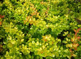 Dřišťál zimostrázový 'Dual Jewel' - Berberis media 'Dual Jewel'