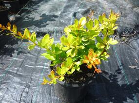 Dřišťál zimostrázový 'Dual Jewel' - Berberis media 'Dual Jewel'