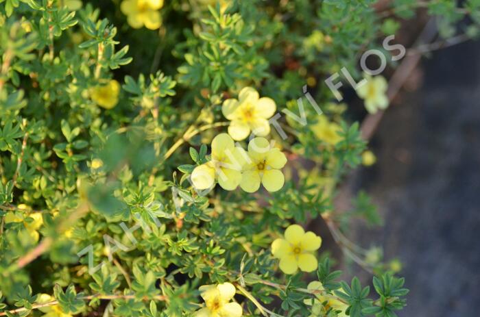 Mochna křovitá 'Katherine Dykes' - Potentilla fruticosa 'Katherine Dykes'