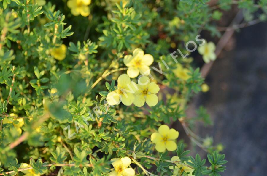 Mochna křovitá 'Katherine Dykes' - Potentilla fruticosa 'Katherine Dykes'
