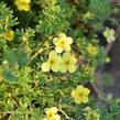 Mochna křovitá 'Katherine Dykes' - Potentilla fruticosa 'Katherine Dykes'