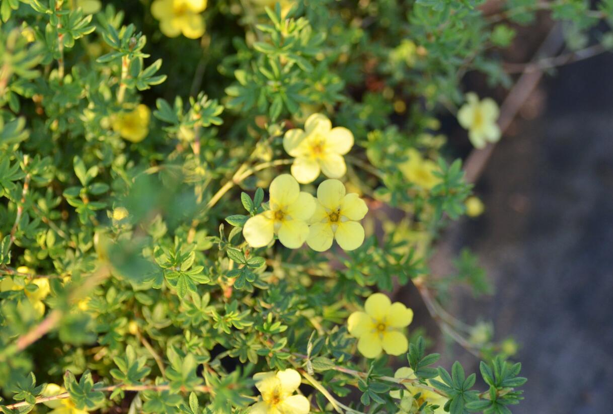 Mochna křovitá 'Katherine Dykes' - Potentilla fruticosa 'Katherine Dykes'