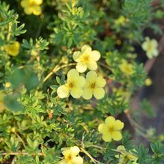 Mochna křovitá 'Katherine Dykes' - Potentilla fruticosa 'Katherine Dykes'