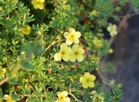 Mochna křovitá 'Katherine Dykes' - Potentilla fruticosa 'Katherine Dykes'