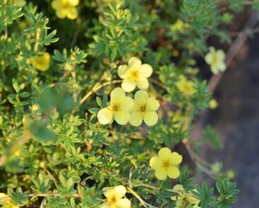 Mochna křovitá 'Katherine Dykes'