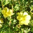 Mochna křovitá 'Katherine Dykes' - Potentilla fruticosa 'Katherine Dykes'