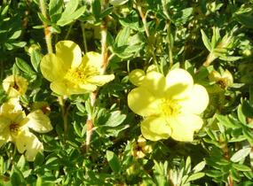 Mochna křovitá 'Katherine Dykes' - Potentilla fruticosa 'Katherine Dykes'