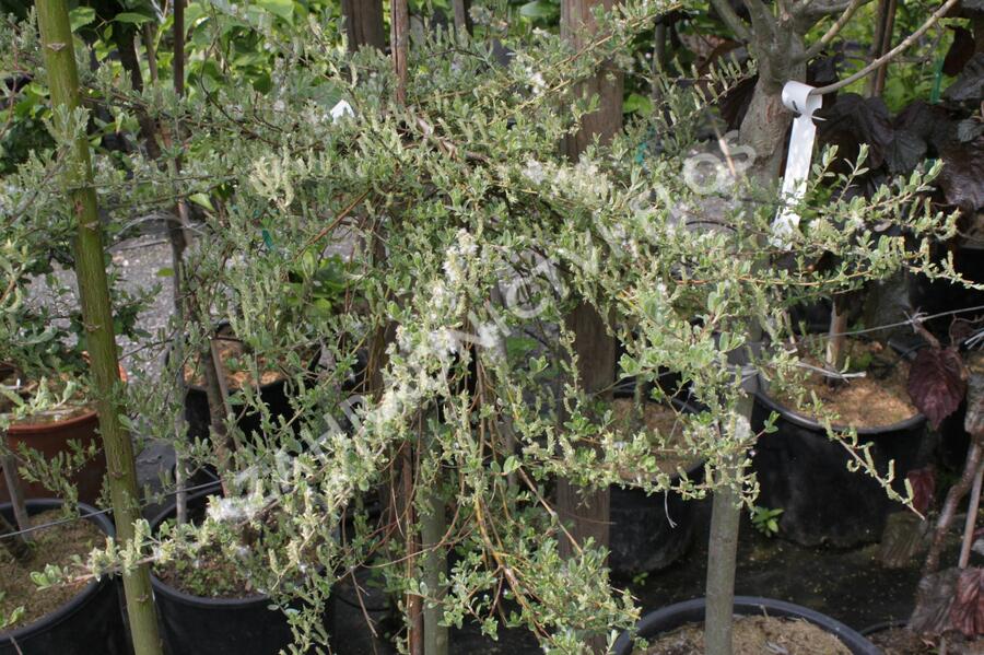 Vrba plazivá 'Voorthuizen' - Salix repens 'Voorthuizen'