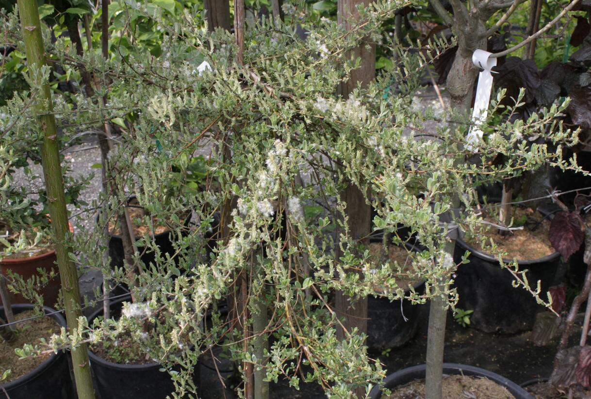 Vrba plazivá 'Voorthuizen' - Salix repens 'Voorthuizen'
