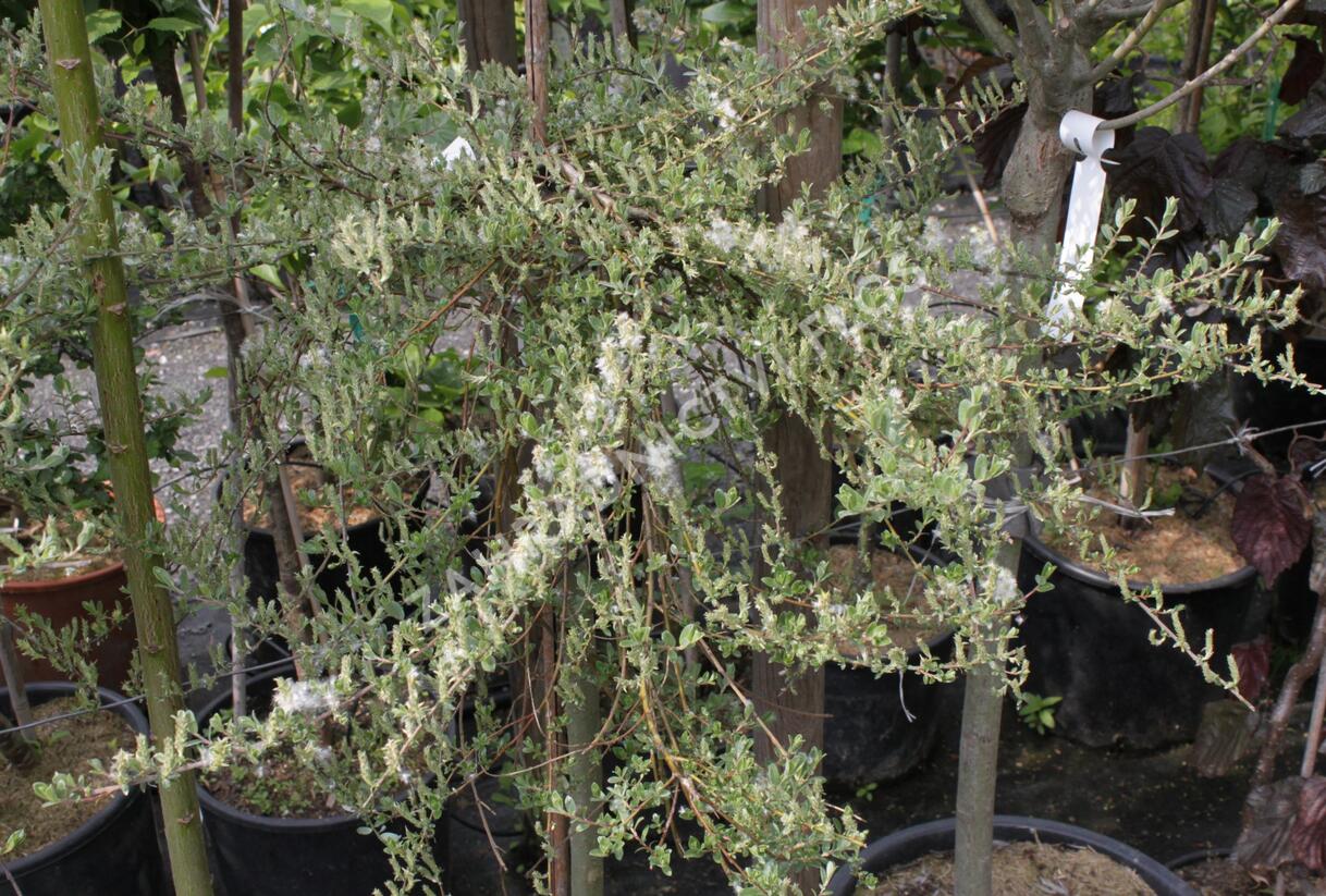 Vrba plazivá 'Voorthuizen' - Salix repens 'Voorthuizen'