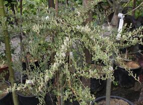 Vrba plazivá 'Voorthuizen' - Salix repens 'Voorthuizen'