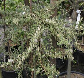 Vrba plazivá 'Voorthuizen' - Salix repens 'Voorthuizen'