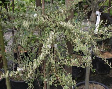 Vrba plazivá 'Voorthuizen'