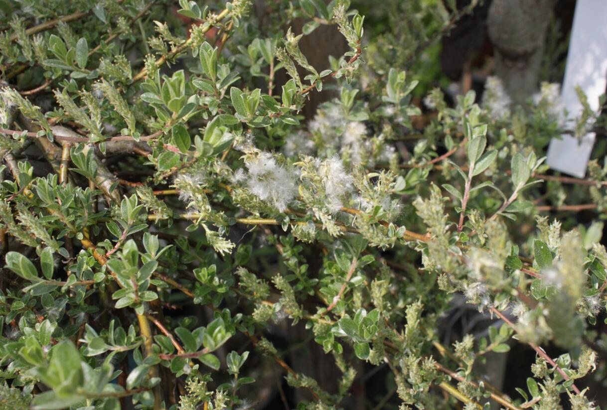 Vrba plazivá 'Voorthuizen' - Salix repens 'Voorthuizen'
