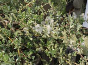 Vrba plazivá 'Voorthuizen' - Salix repens 'Voorthuizen'