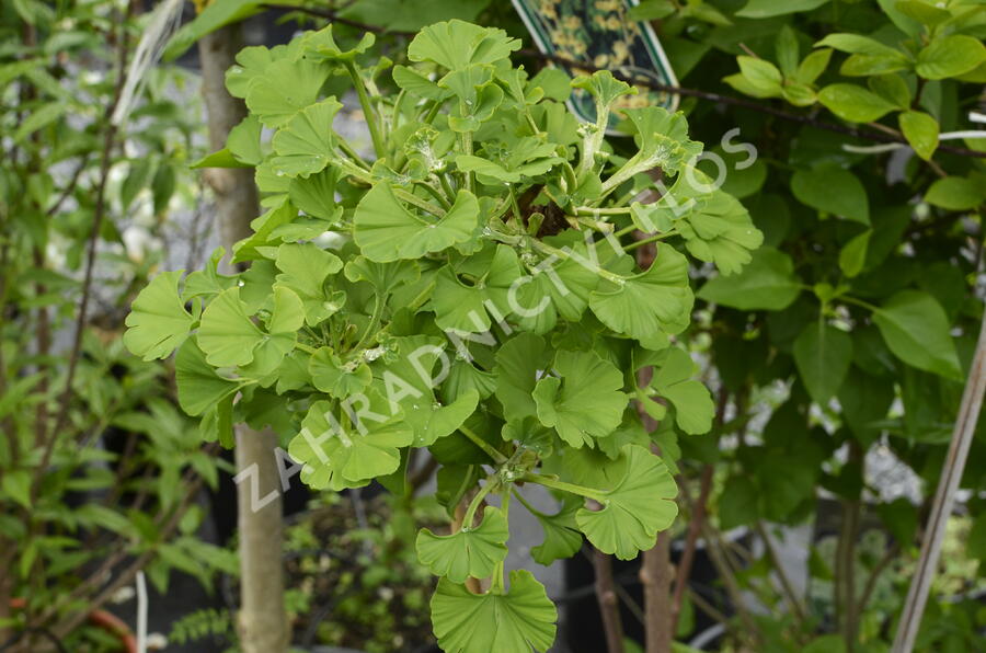 Jinan dvoulaločný 'Mariken' - Ginkgo biloba 'Mariken'