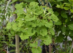 Jinan dvoulaločný 'Mariken' - Ginkgo biloba 'Mariken'