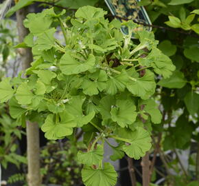 Jinan dvoulaločný 'Mariken' - Ginkgo biloba 'Mariken'