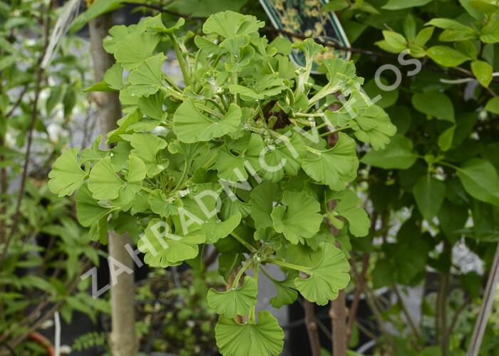 Jinan dvoulaločný 'Mariken' - Ginkgo biloba 'Mariken'