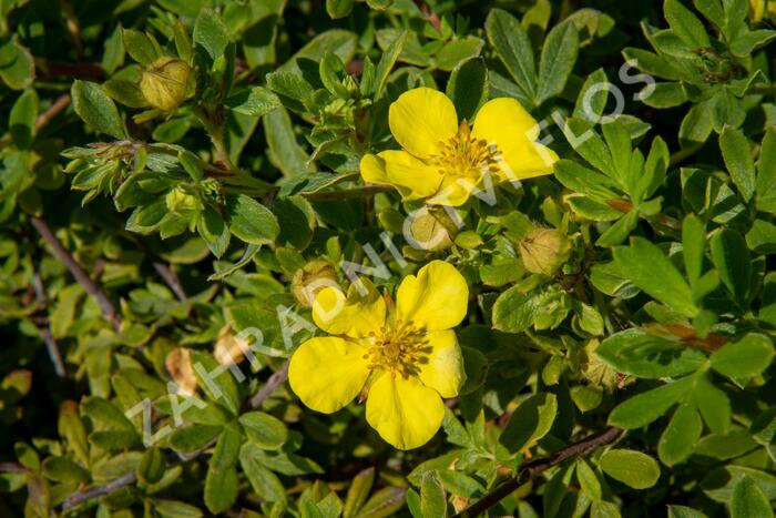 Mochna křovitá 'Longacre' - Potentilla fruticosa 'Longacre'