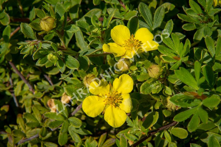 Mochna křovitá 'Longacre' - Potentilla fruticosa 'Longacre'