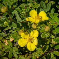 Mochna křovitá 'Longacre' - Potentilla fruticosa 'Longacre'