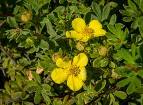 Mochna křovitá 'Longacre' - Potentilla fruticosa 'Longacre'