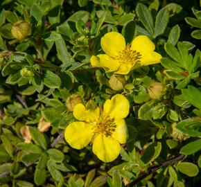 Mochna křovitá 'Longacre' - Potentilla fruticosa 'Longacre'