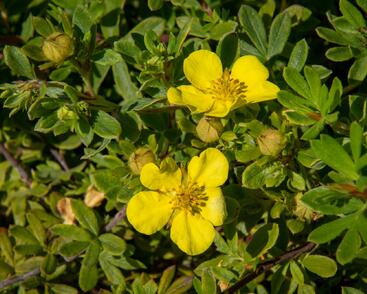 Mochna křovitá 'Longacre'