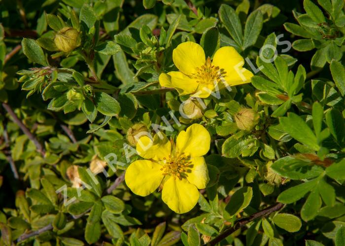 Mochna křovitá 'Longacre' - Potentilla fruticosa 'Longacre'