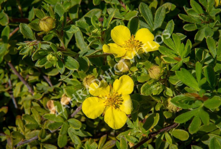 Mochna křovitá 'Longacre' - Potentilla fruticosa 'Longacre'