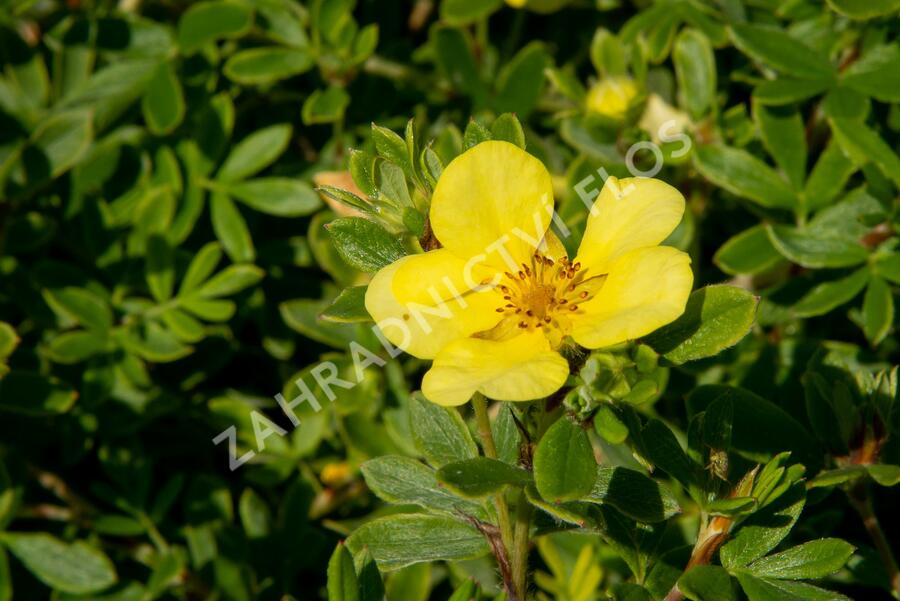 Mochna křovitá 'Longacre' - Potentilla fruticosa 'Longacre'