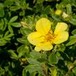 Mochna křovitá 'Longacre' - Potentilla fruticosa 'Longacre'