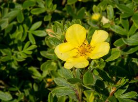 Mochna křovitá 'Longacre' - Potentilla fruticosa 'Longacre'