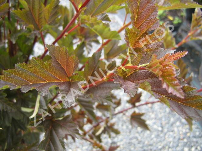 Tavola kalinolistá 'Red Baron' - Physocarpus opulifolius 'Red Baron'