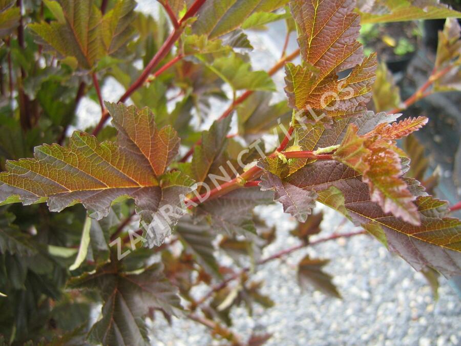 Tavola kalinolistá 'Red Baron' - Physocarpus opulifolius 'Red Baron'