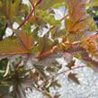 Tavola kalinolistá 'Red Baron' - Physocarpus opulifolius 'Red Baron'