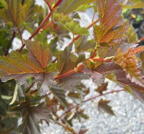 Tavola kalinolistá 'Red Baron' - Physocarpus opulifolius 'Red Baron'