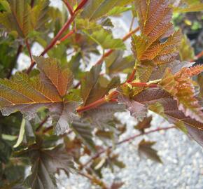 Tavola kalinolistá 'Red Baron' - Physocarpus opulifolius 'Red Baron'