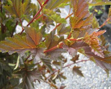 Tavola kalinolistá 'Red Baron'