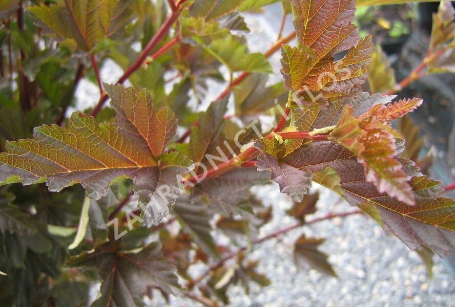 Tavola kalinolistá 'Red Baron' - Physocarpus opulifolius 'Red Baron'