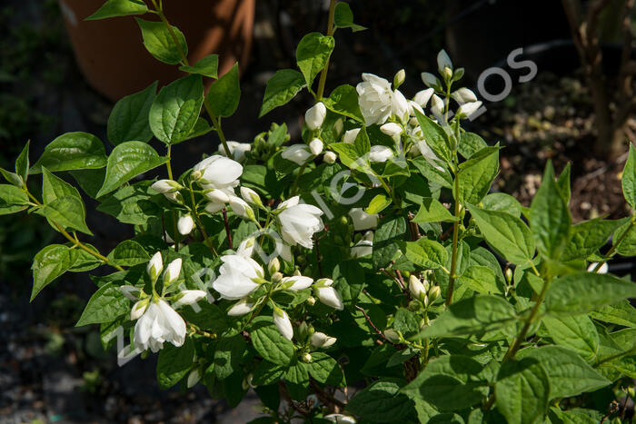 Pustoryl Lemonův 'Manteau d'Hermine' - Philadelphus lemoinei 'Manteau d'Hermine'
