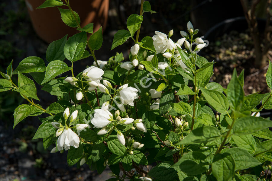 Pustoryl Lemonův 'Manteau d'Hermine' - Philadelphus lemoinei 'Manteau d'Hermine'