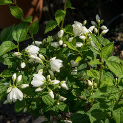 Pustoryl Lemonův 'Manteau d'Hermine' - Philadelphus lemoinei 'Manteau d'Hermine'