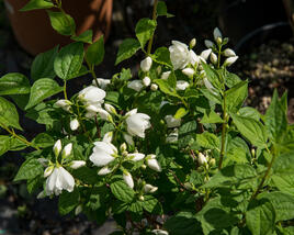 Pustoryl Lemonův 'Manteau d'Hermine'