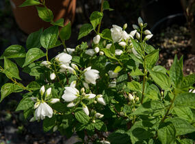 Pustoryl Lemonův 'Manteau d'Hermine' - Philadelphus lemoinei 'Manteau d'Hermine'