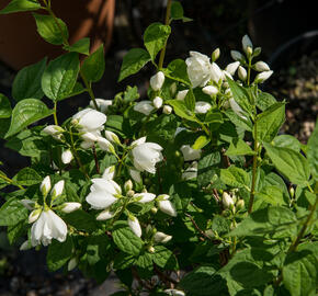 Pustoryl Lemonův 'Manteau d'Hermine' - Philadelphus lemoinei 'Manteau d'Hermine'