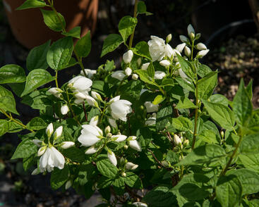 Pustoryl Lemonův 'Manteau d'Hermine'